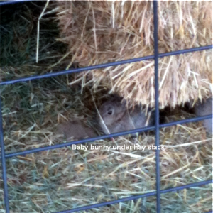 Baby bunny