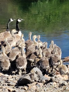 Goslings 2