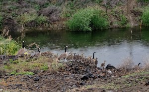 Goslings