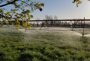 Early morning icicles